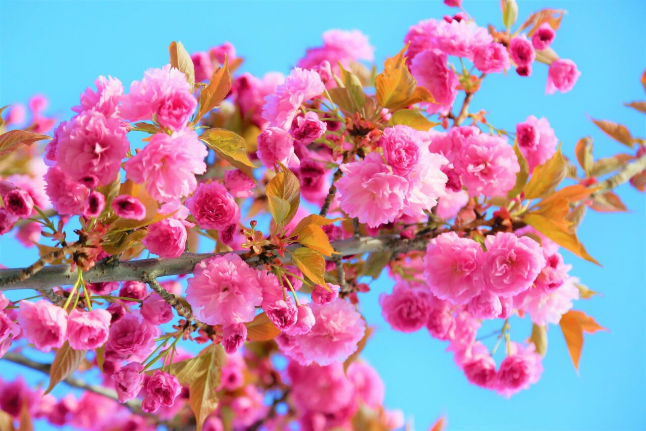 spring