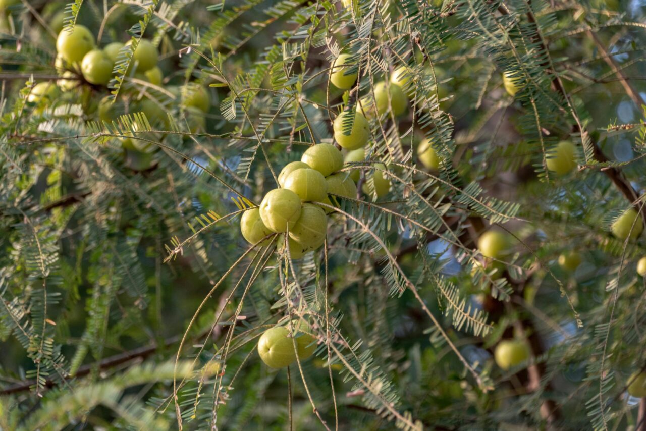 amla